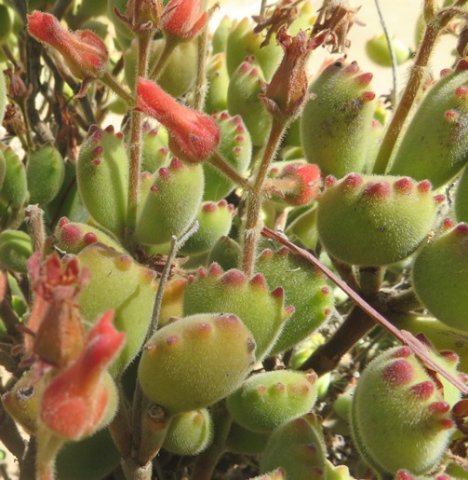Cotyledon tomentosa subsp. tomentosa busy plant top